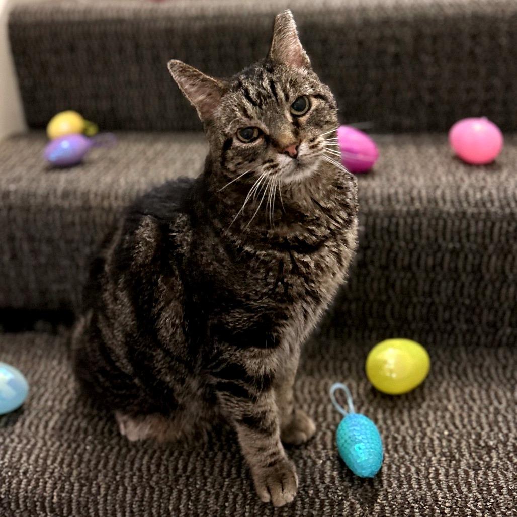 Charlie, a Adoptable Domestic Short Hair in Bountiful, UT image 3/6