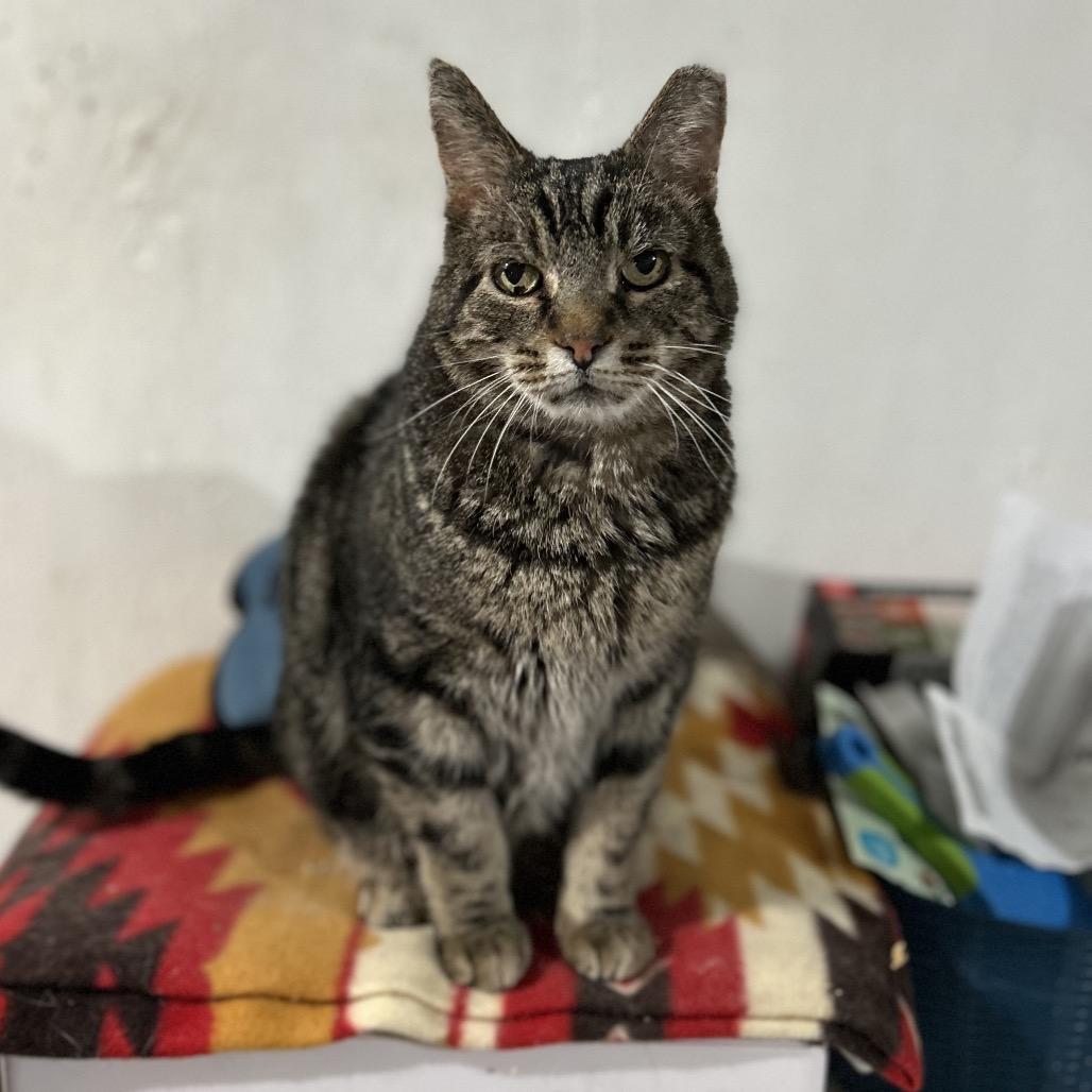 Enlarge Charlie, a Adoptable Domestic Short Hair in Bountiful, UT image 2/3