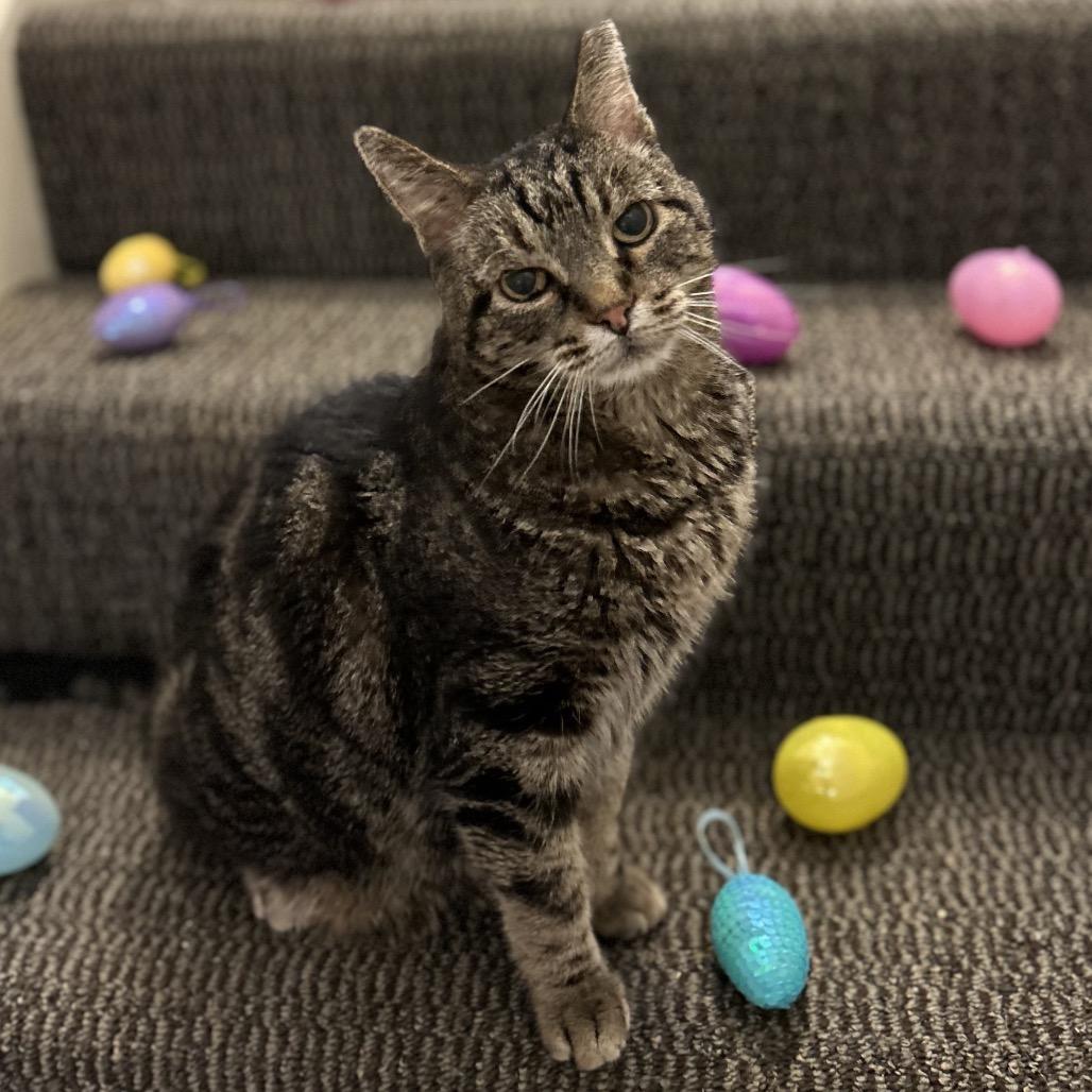 Enlarge Charlie, a Adoptable Domestic Short Hair in Bountiful, UT image 4/5