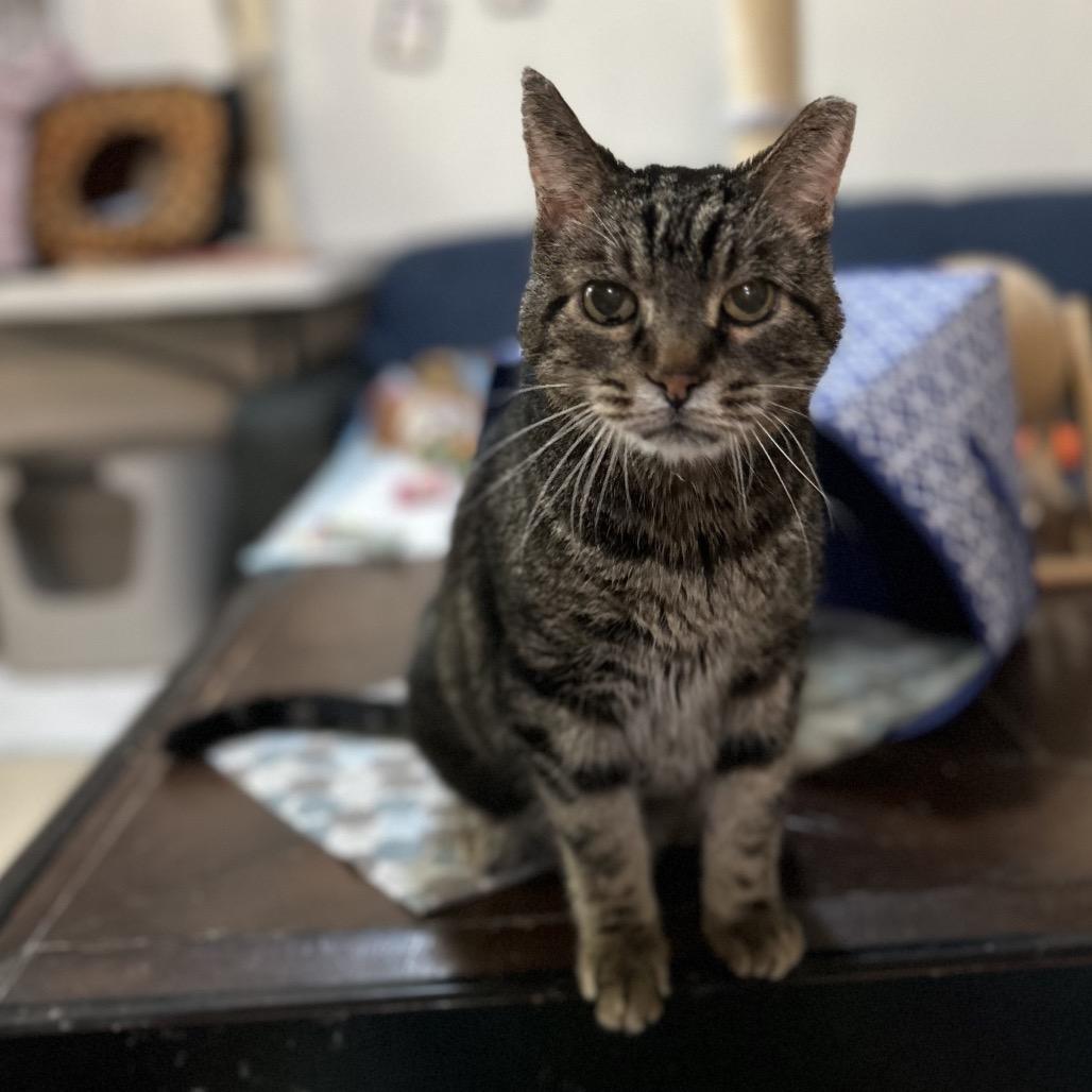 Charlie, a Adoptable Domestic Short Hair in Bountiful, UT image 5/6