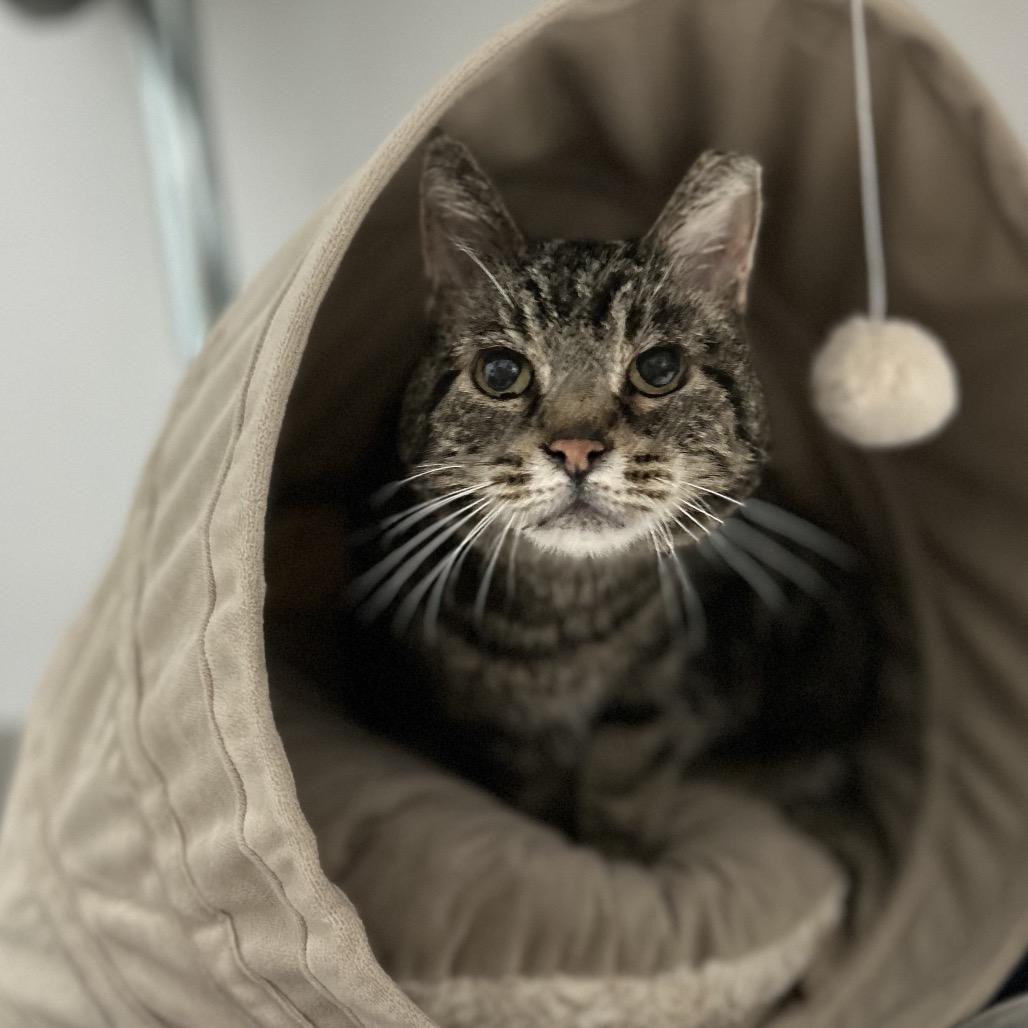 Charlie, a Adoptable Domestic Short Hair in Bountiful, UT image 2/2