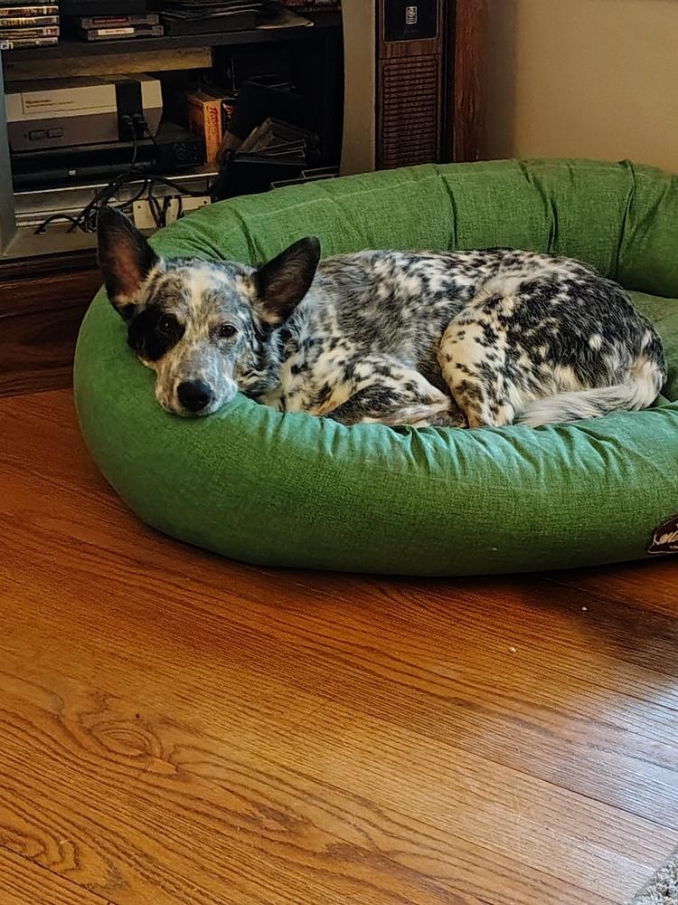 Mowgli, Adoptable, Adult Male Australian Cattle Dog / Blue Heeler.