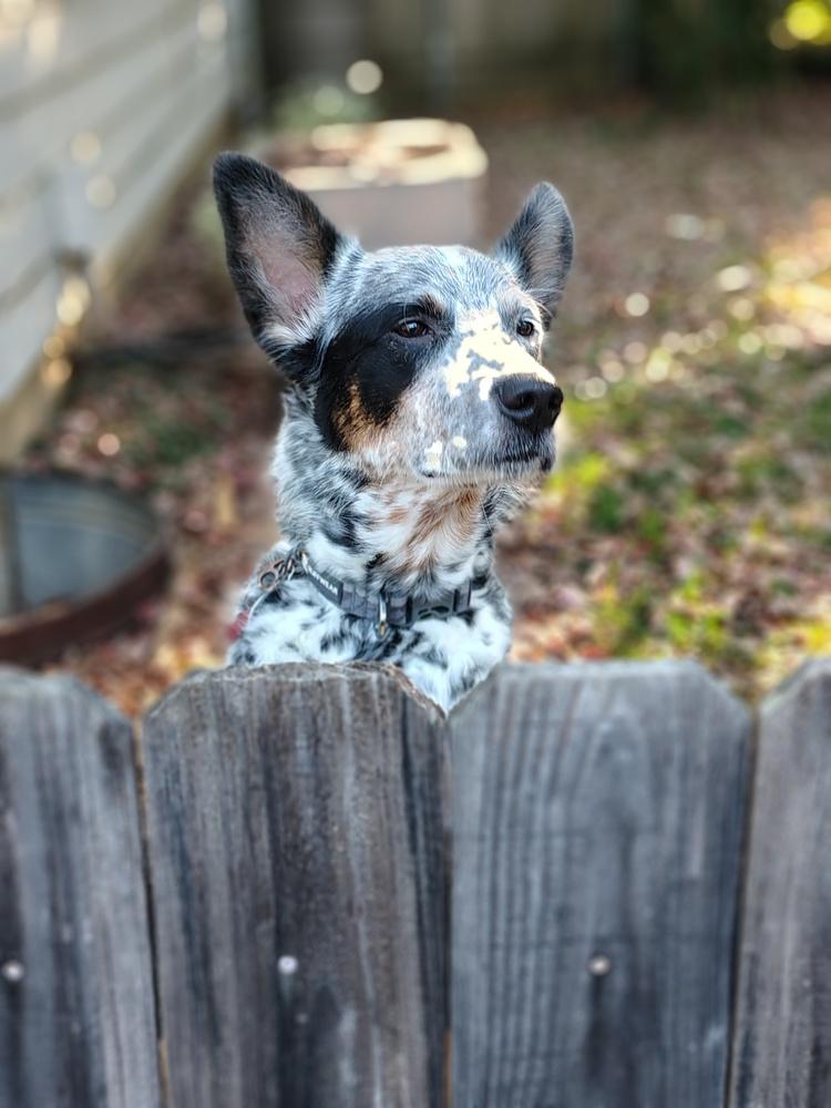 Enlarge Mowgli, a Adoptable mixed breed in Columbus, OH image 2/4