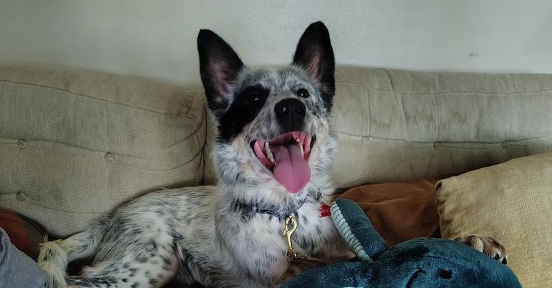 Enlarge Mowgli, a Adoptable mixed breed in Columbus, OH image 3/4