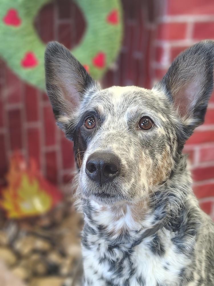 Enlarge Mowgli, a Adoptable mixed breed in Columbus, OH image 4/4