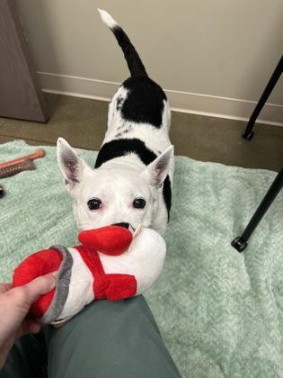 Sheila (in foster), Adoptable, Senior Female American Eskimo Dog & Mixed Breed.