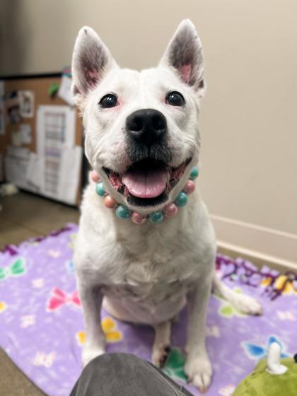 Enlarge Sheila (in foster), a Adoptable mixed breed in Fishers, IN image 2/3