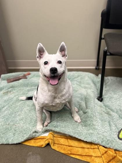 Enlarge Sheila (in foster), a Adoptable mixed breed in Fishers, IN image 3/3