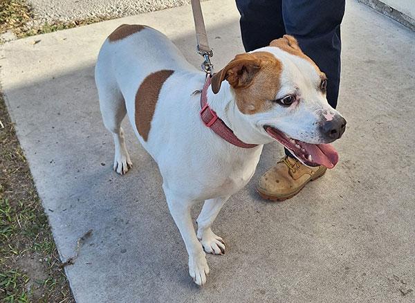 Enlarge Noel **Courtesy Post. Out of town pet. See below for details**, a Adoptable Pit Bull Terrier in Eagle, ID image 1/2