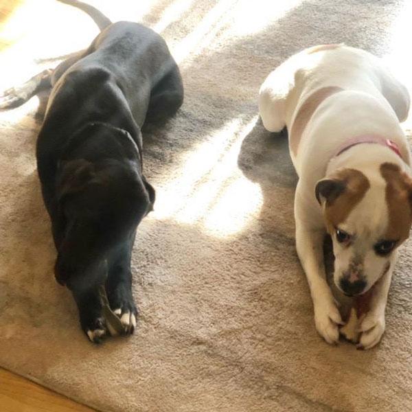 Enlarge Noel **Courtesy Post. Out of town pet. See below for details**, a Adoptable Pit Bull Terrier in Eagle, ID image 2/2