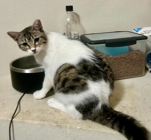 QUEENIE, a Adoptable mixed breed in Escalon, CA image 3/6