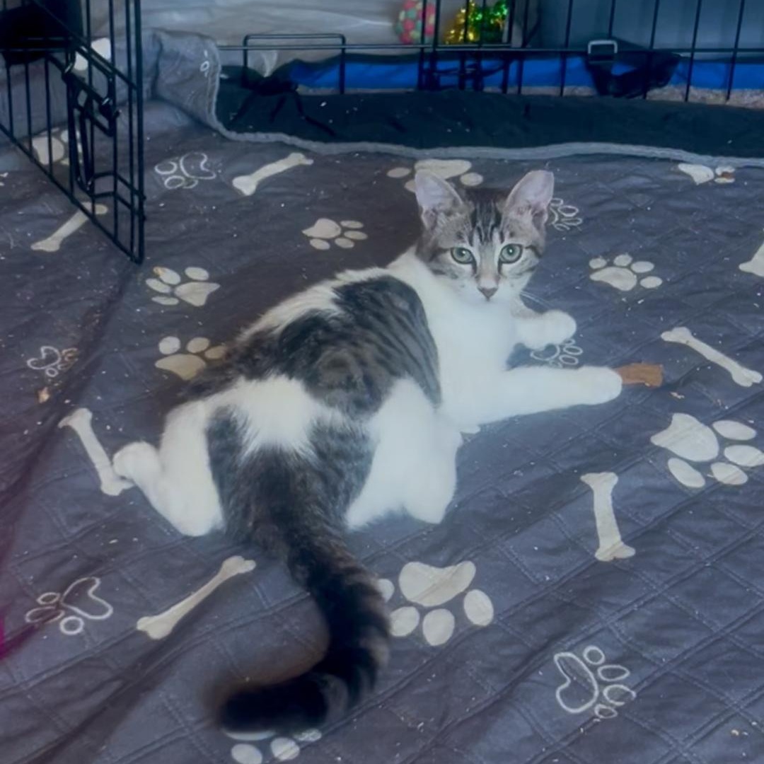 QUEENIE, a Adoptable mixed breed in Escalon, CA image 2/6