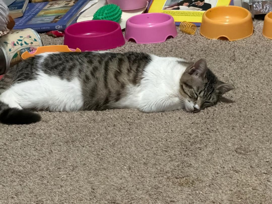 QUEENIE, Adoptable, Young Female Tabby & Domestic Short Hair.