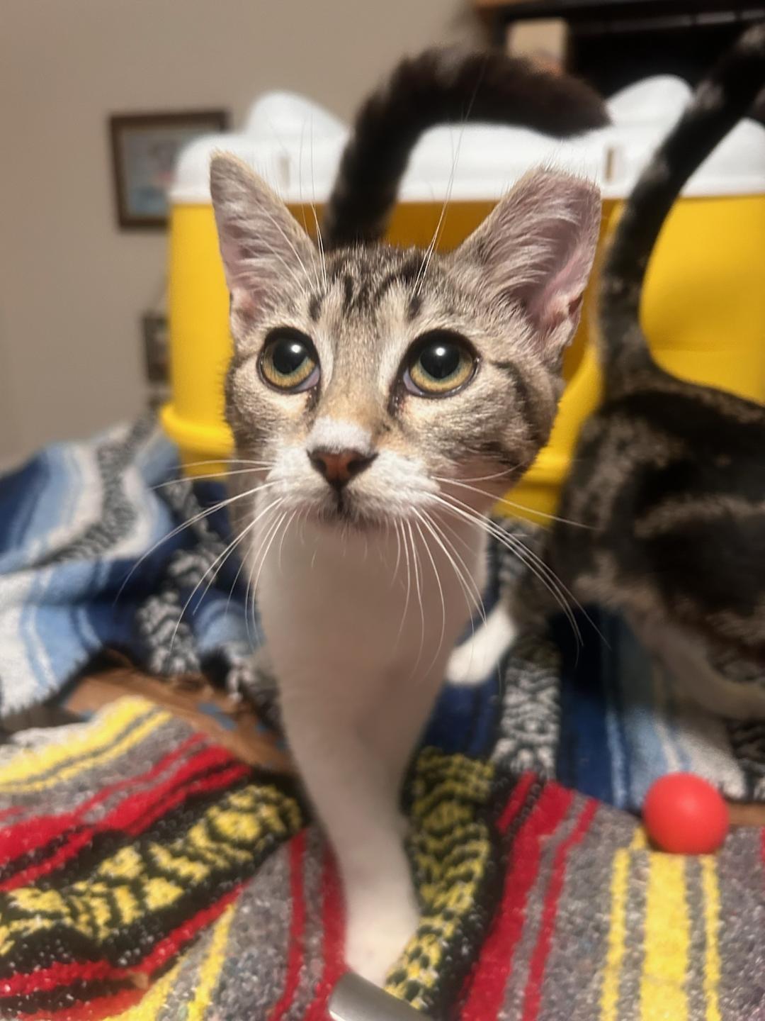 QUEENIE, a Adoptable mixed breed in Escalon, CA image 4/6