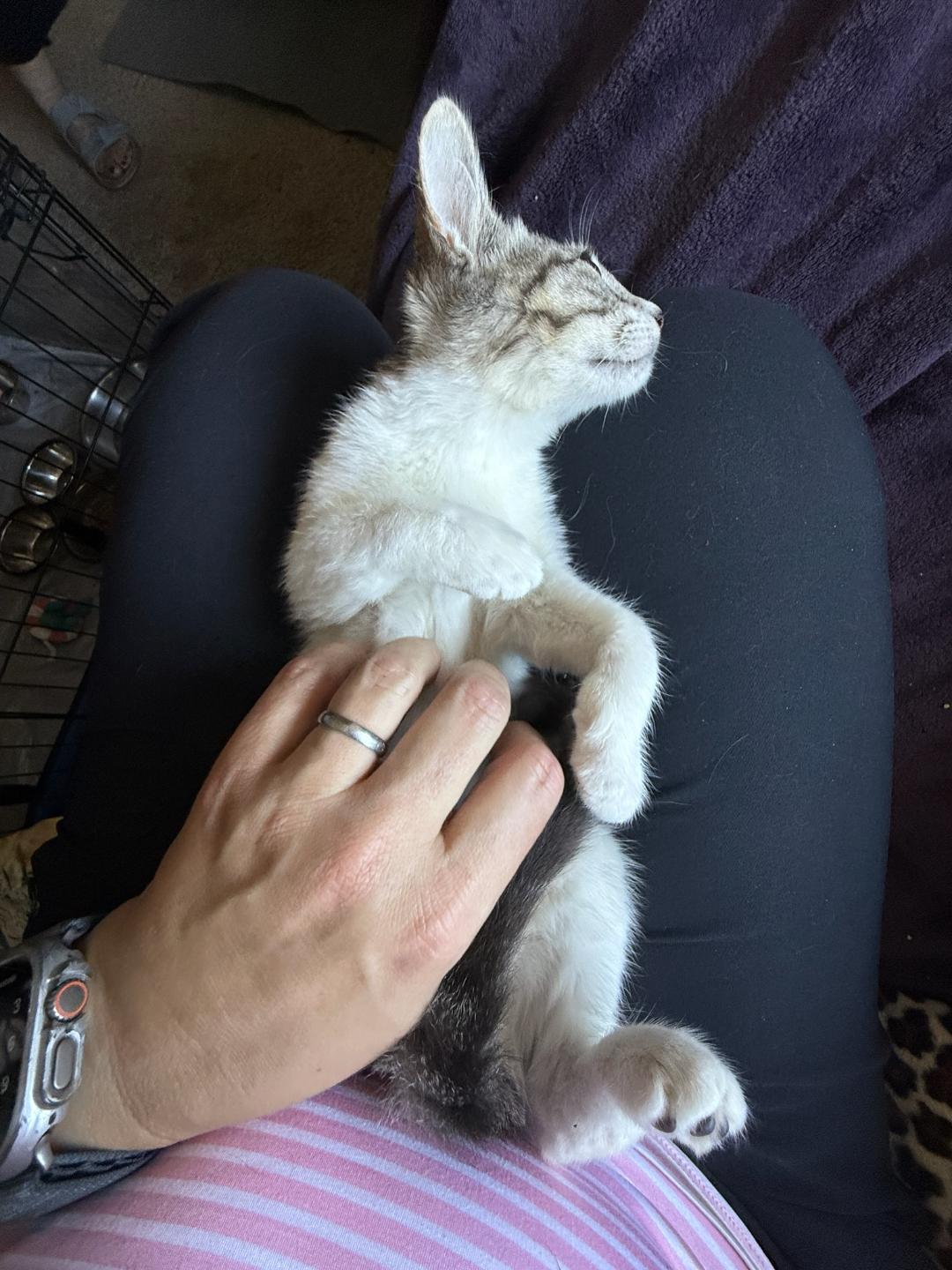 QUEENIE, Adoptable, Young Female Tabby & Domestic Short Hair.