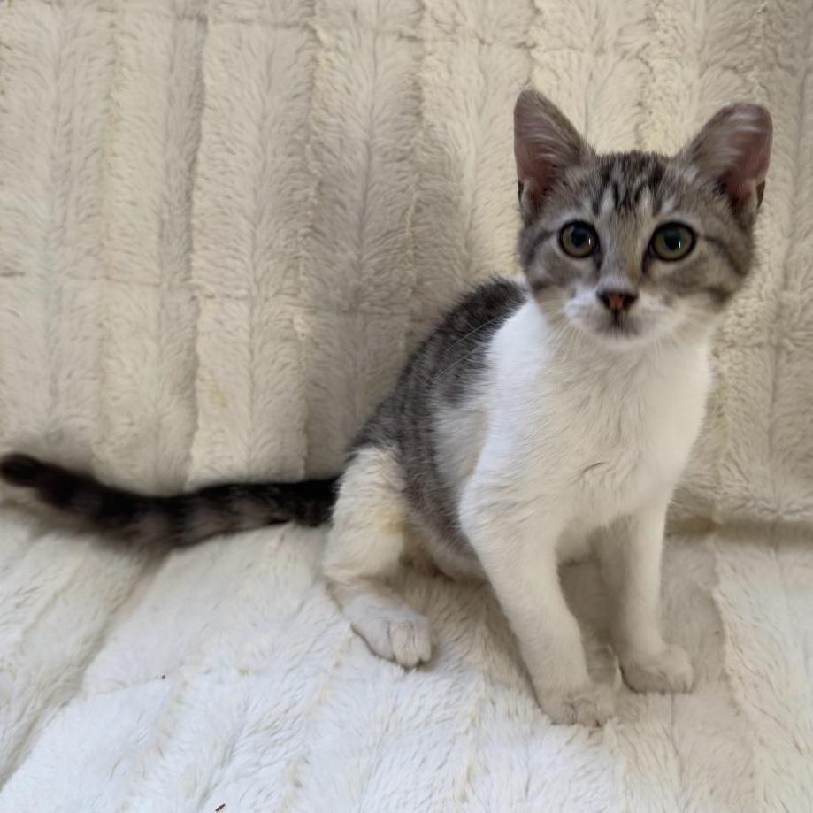 QUEENIE, a Adoptable mixed breed in Escalon, CA image 5/6