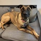 Enlarge Honey, a ADOPTABLE Mixed Breed in Lansing, MI image 2/3