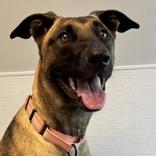 Honey, ADOPTABLE, Adult Female Mixed Breed.