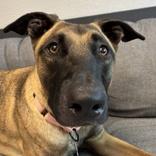 Enlarge Honey, a ADOPTABLE Mixed Breed in Lansing, MI image 3/3