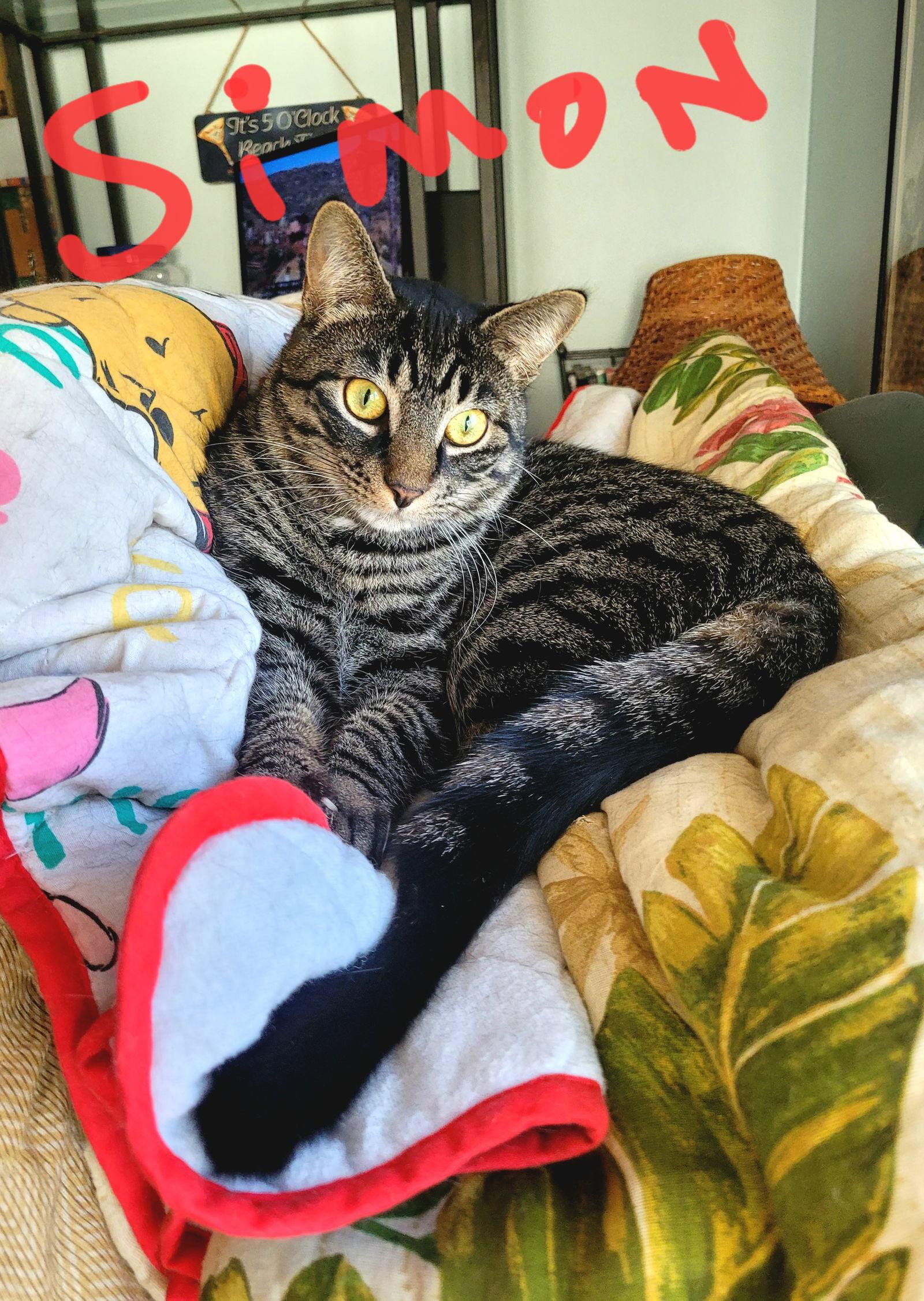 C224 brothers Simon, Adoptable, Adult Male Domestic Short Hair & Tabby.