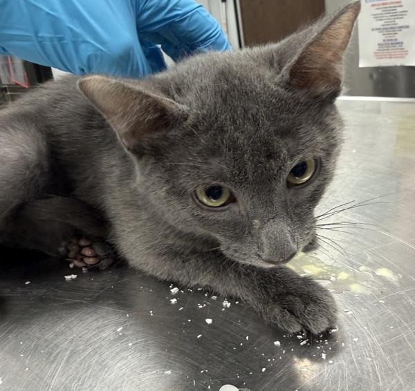 Smokey, Adoptable, Kitten Male Domestic Short Hair.