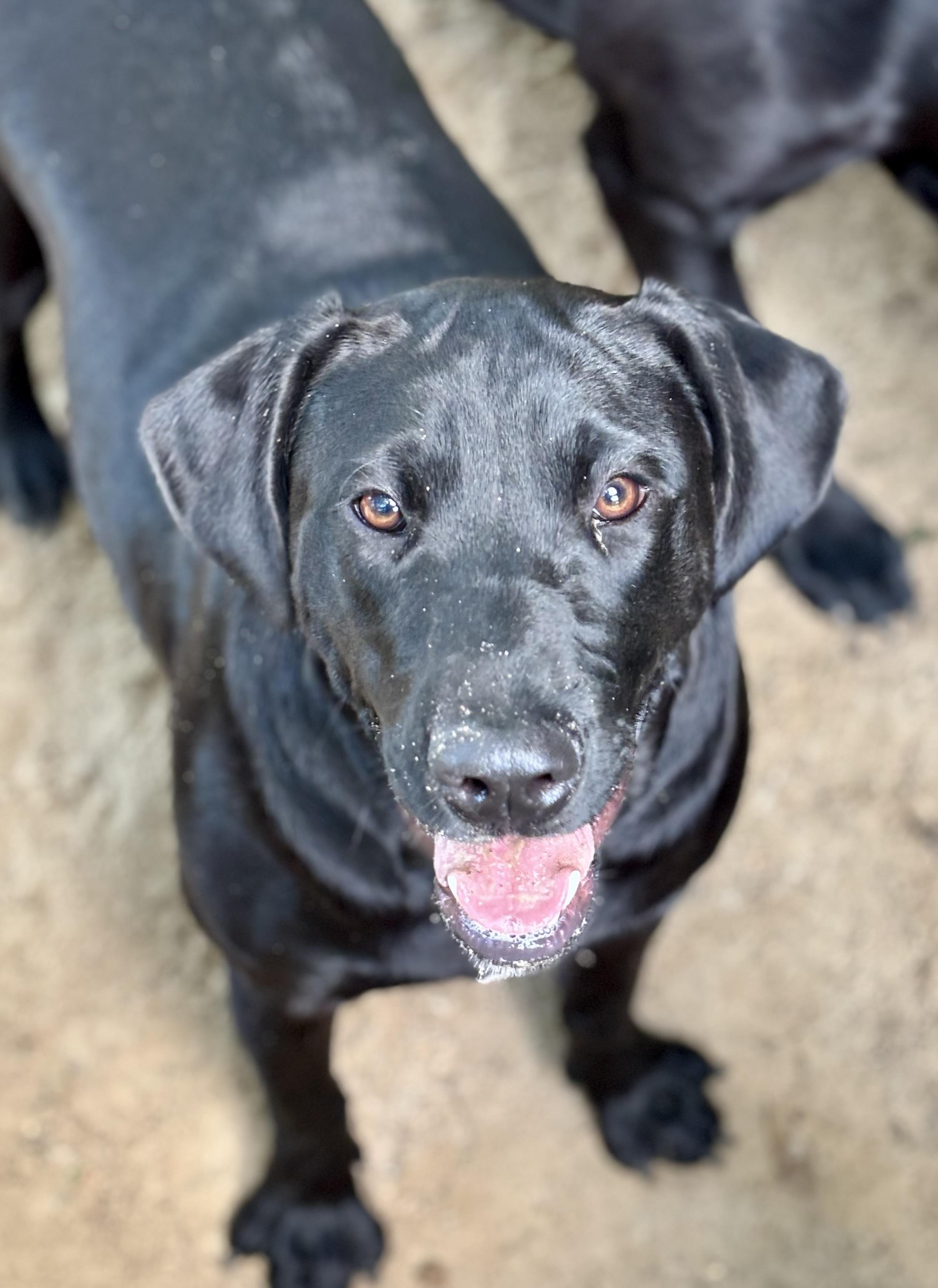Snickers, Young Female Labrador Retriever