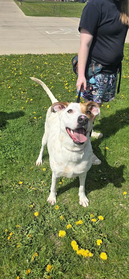 Sam, a Adoptable Pointer in Oskaloosa, IA image 1/3