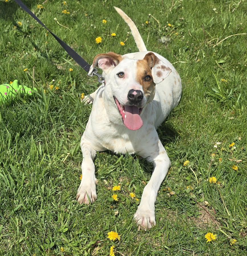 Sam, a Adoptable Pointer in Oskaloosa, IA image 2/3
