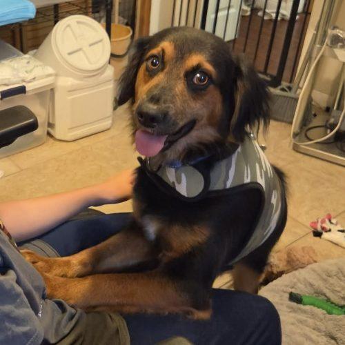 Enlarge Elfie, a Adoptable mixed breed in Verona, NJ image 2/5