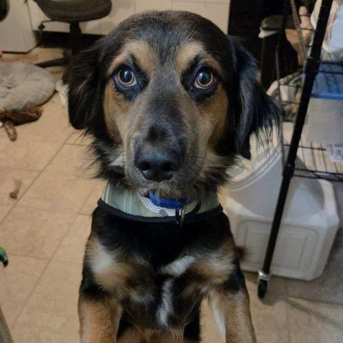 Enlarge Elfie, a Adoptable mixed breed in Verona, NJ image 4/5