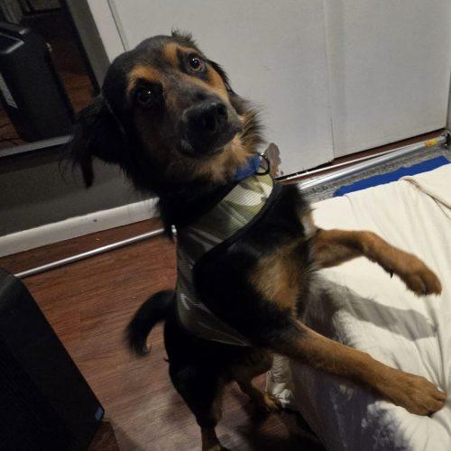 Enlarge Elfie, a Adoptable mixed breed in Verona, NJ image 5/5