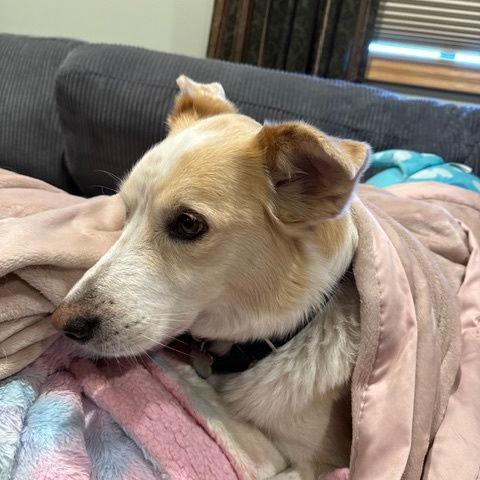 Finn 22211, Adoptable, Senior Male Australian Shepherd.