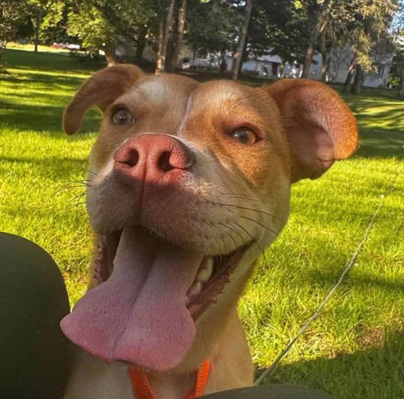 Goldfish, Adoptable, Young Male Mixed Breed.