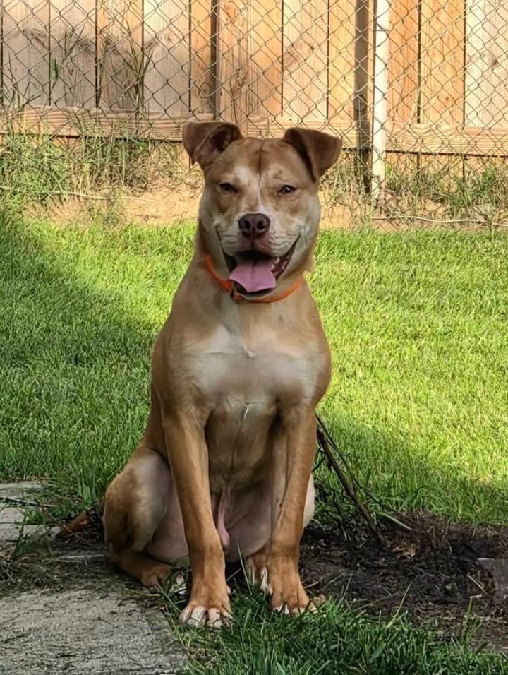 Enlarge Goldfish, a Adoptable mixed breed in Charlotte, MI image 2/6