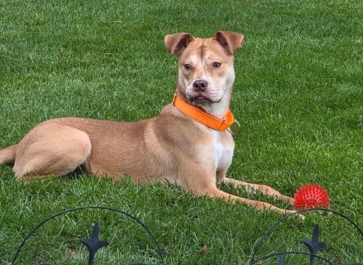 Enlarge Goldfish, a Adoptable mixed breed in Charlotte, MI image 3/6