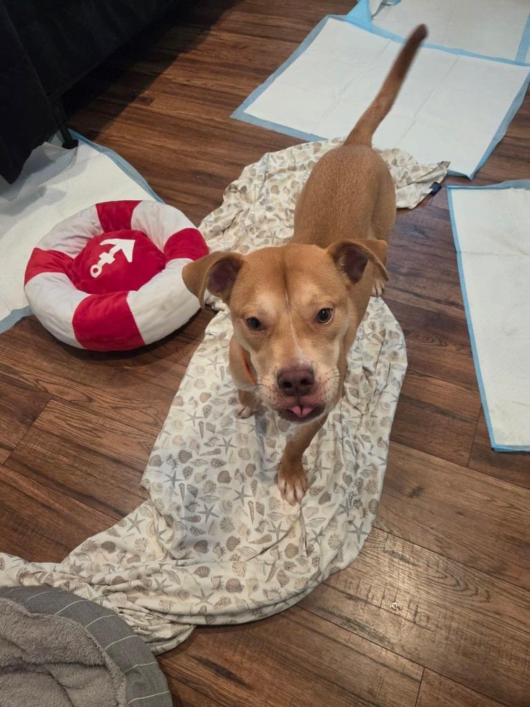Enlarge Goldfish, a Adoptable mixed breed in Charlotte, MI image 4/6