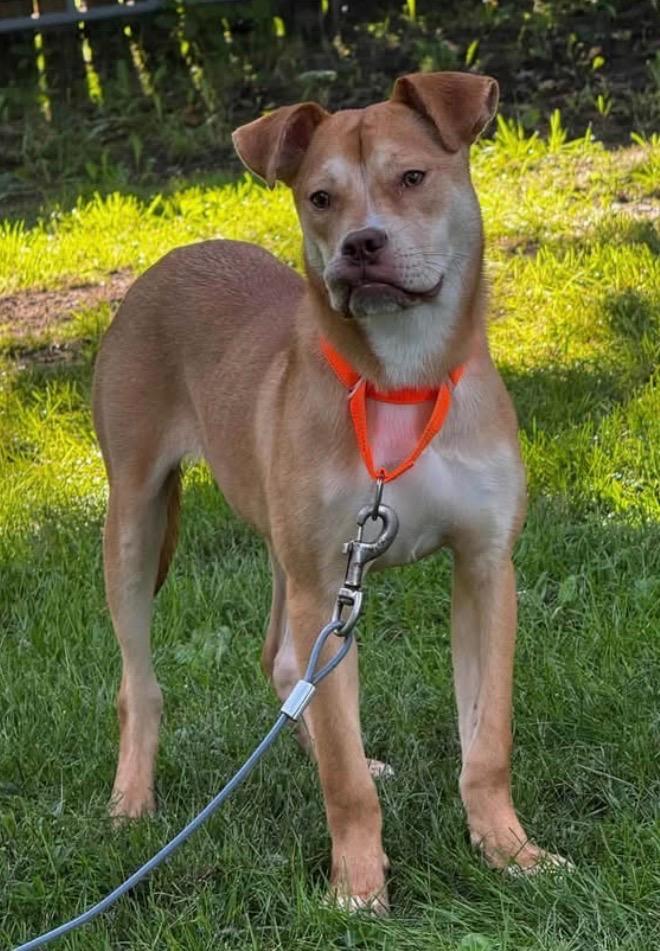 Enlarge Goldfish, a Adoptable mixed breed in Charlotte, MI image 5/6
