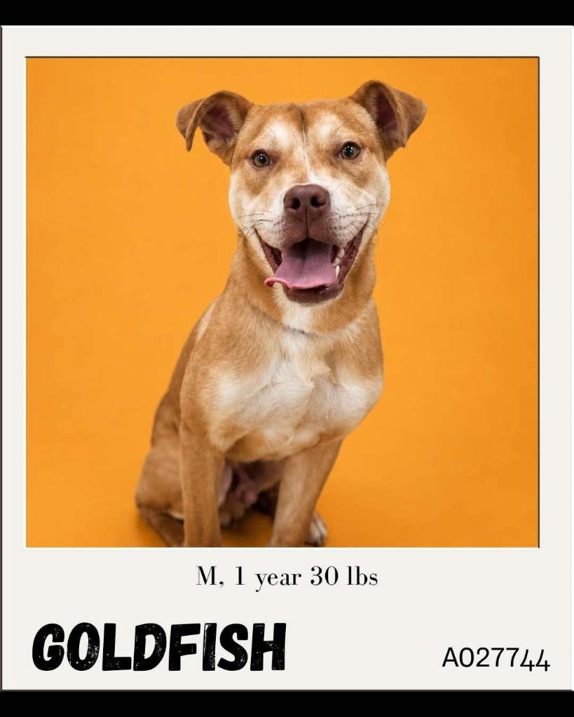 Enlarge Goldfish, a Adoptable mixed breed in Charlotte, MI image 6/6