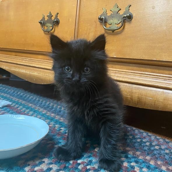 Enlarge Marlie, a Adopted mixed breed in Orange, CA image 2/6