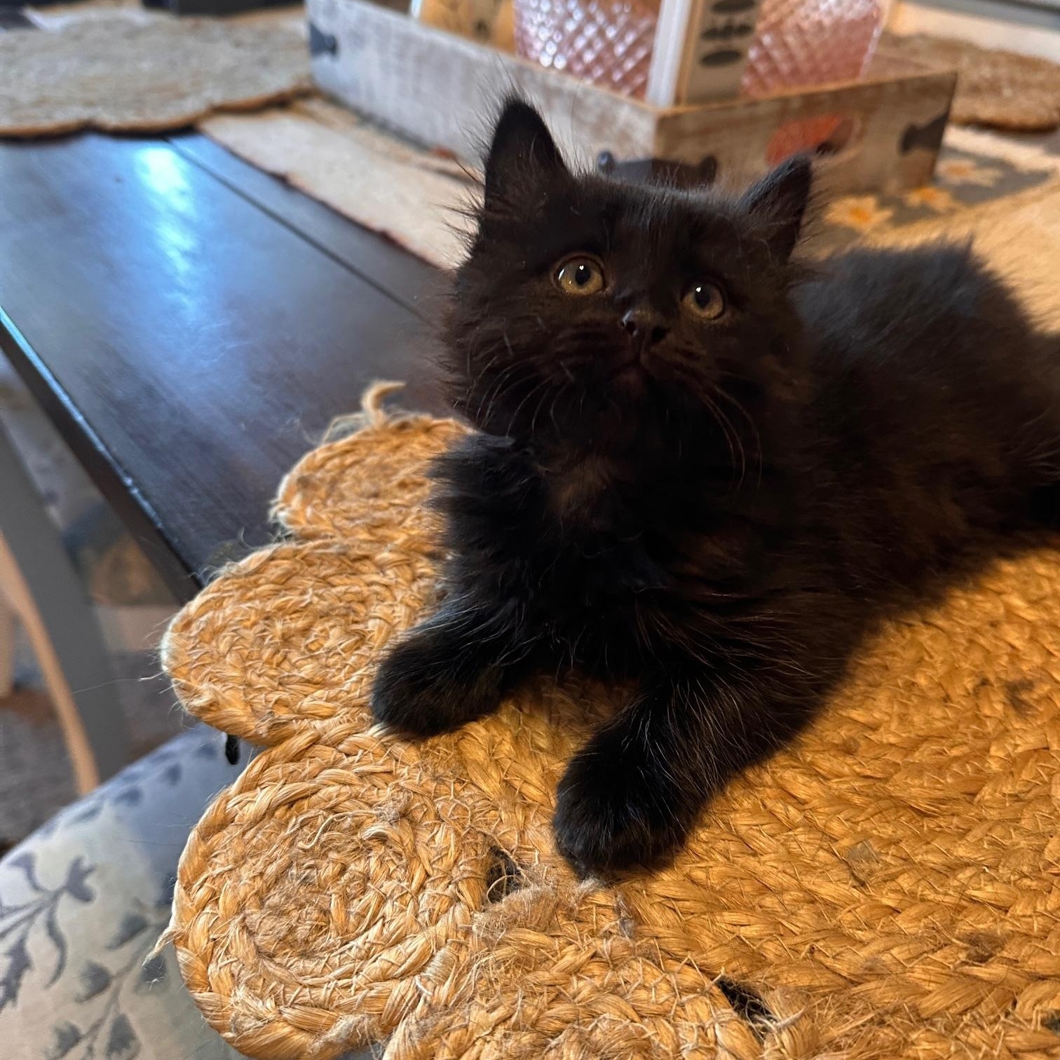 Enlarge Marlie, a Adopted mixed breed in Orange, CA image 4/6