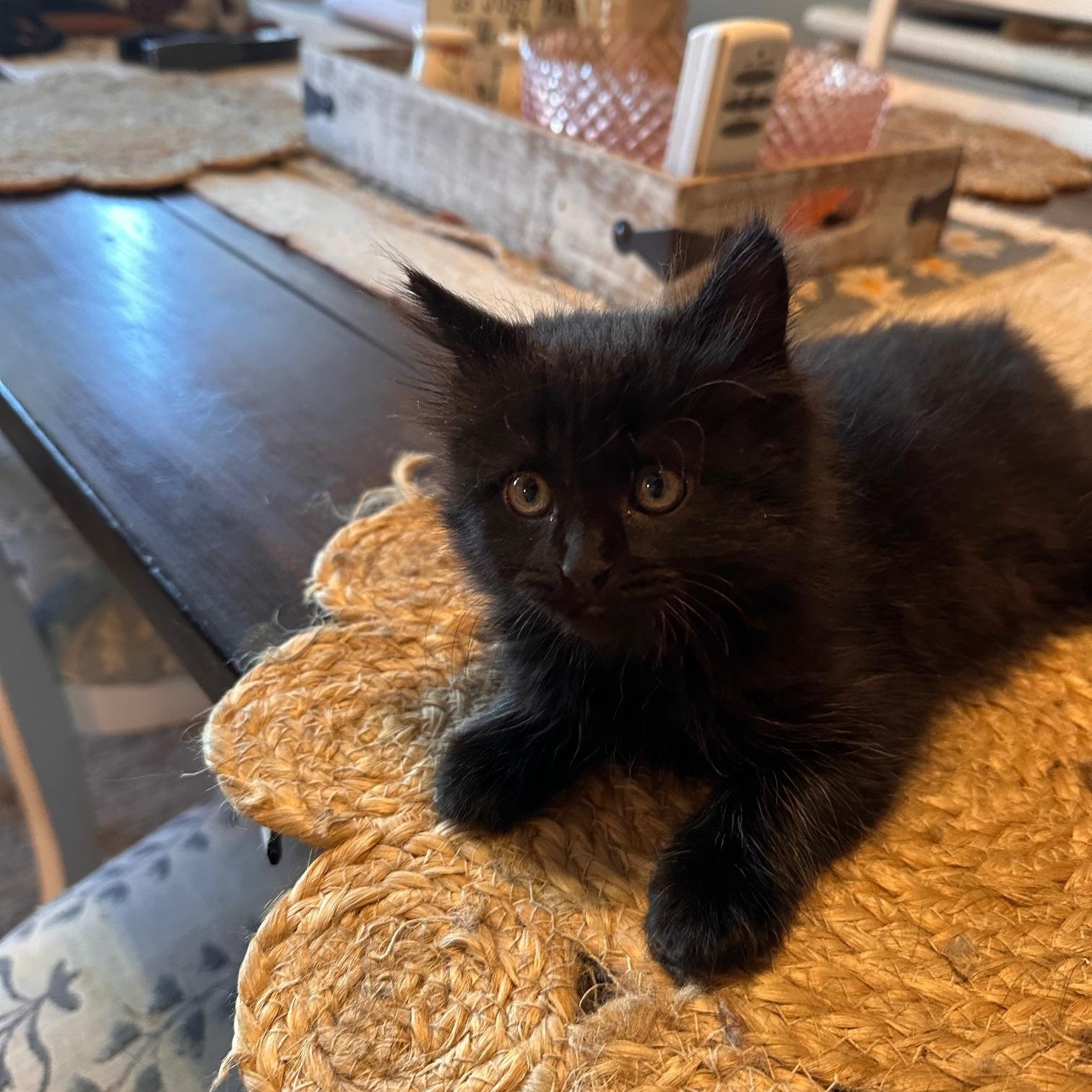 Enlarge Marlie, a Adopted mixed breed in Orange, CA image 6/6