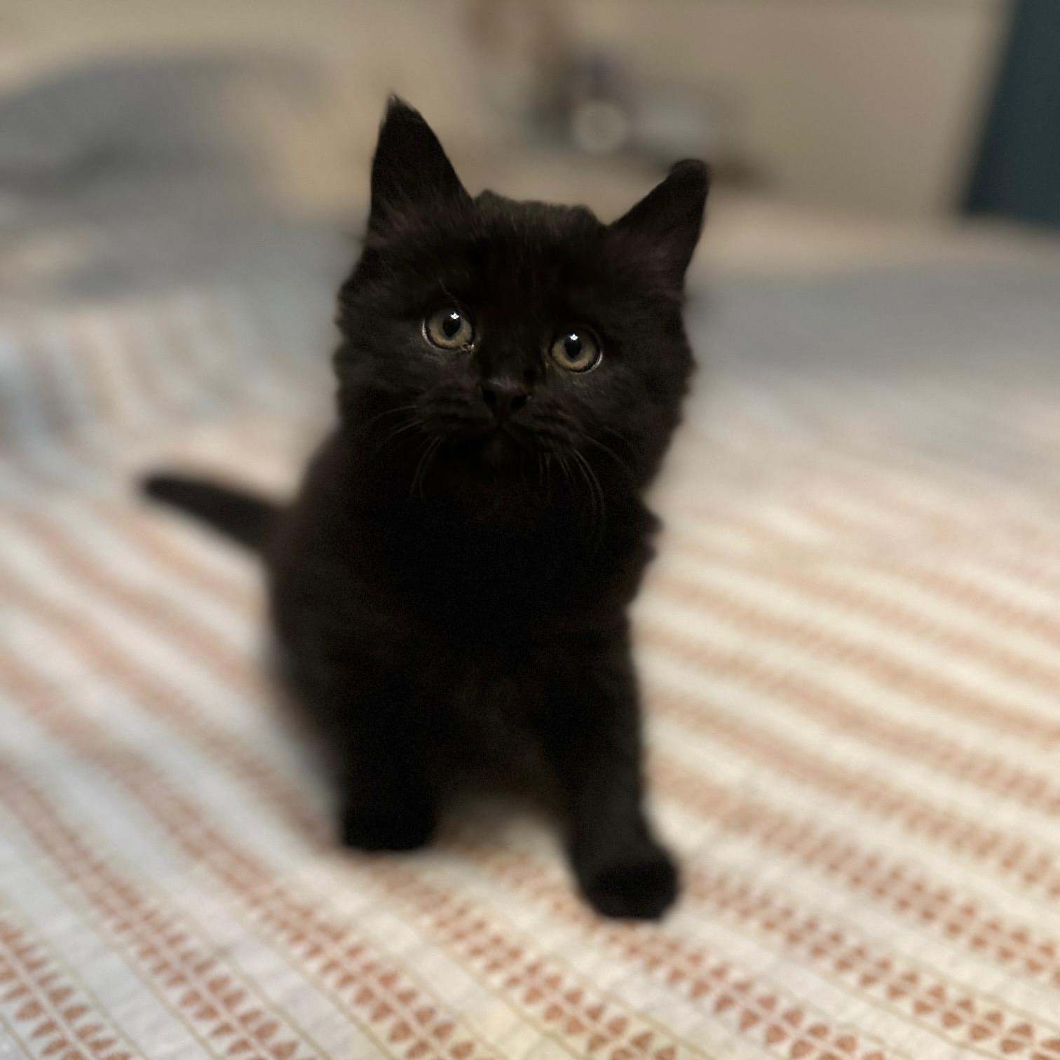 Marlie, Adopted, Kitten Female Maine Coon & Domestic Long Hair.