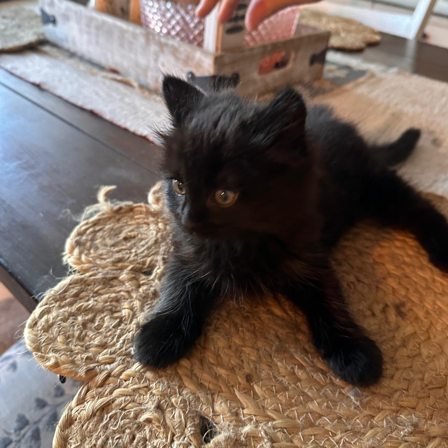 Enlarge Marlie, a Adopted mixed breed in Orange, CA image 5/6