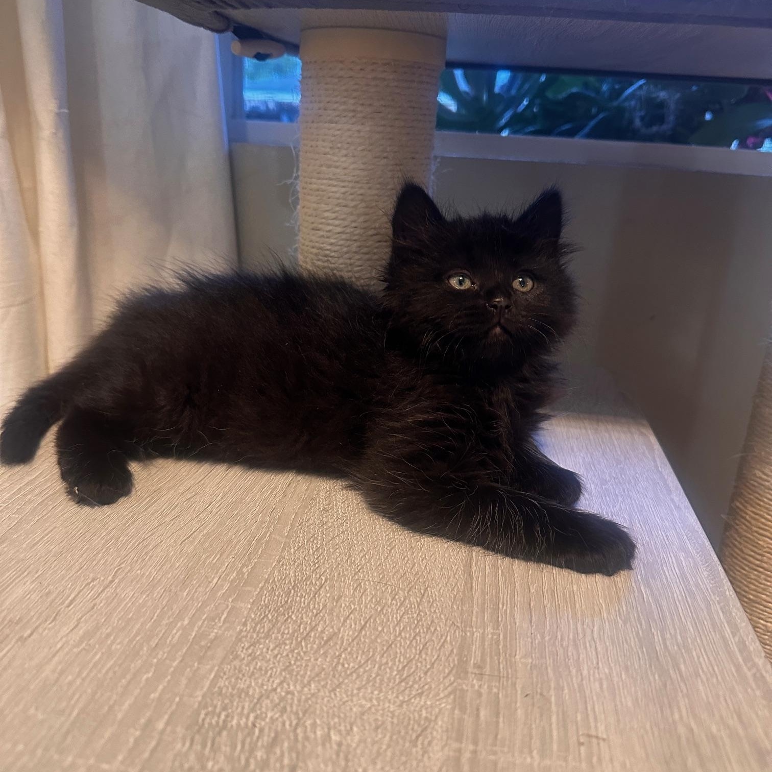 Enlarge Marlie, a Adopted mixed breed in Orange, CA image 3/6