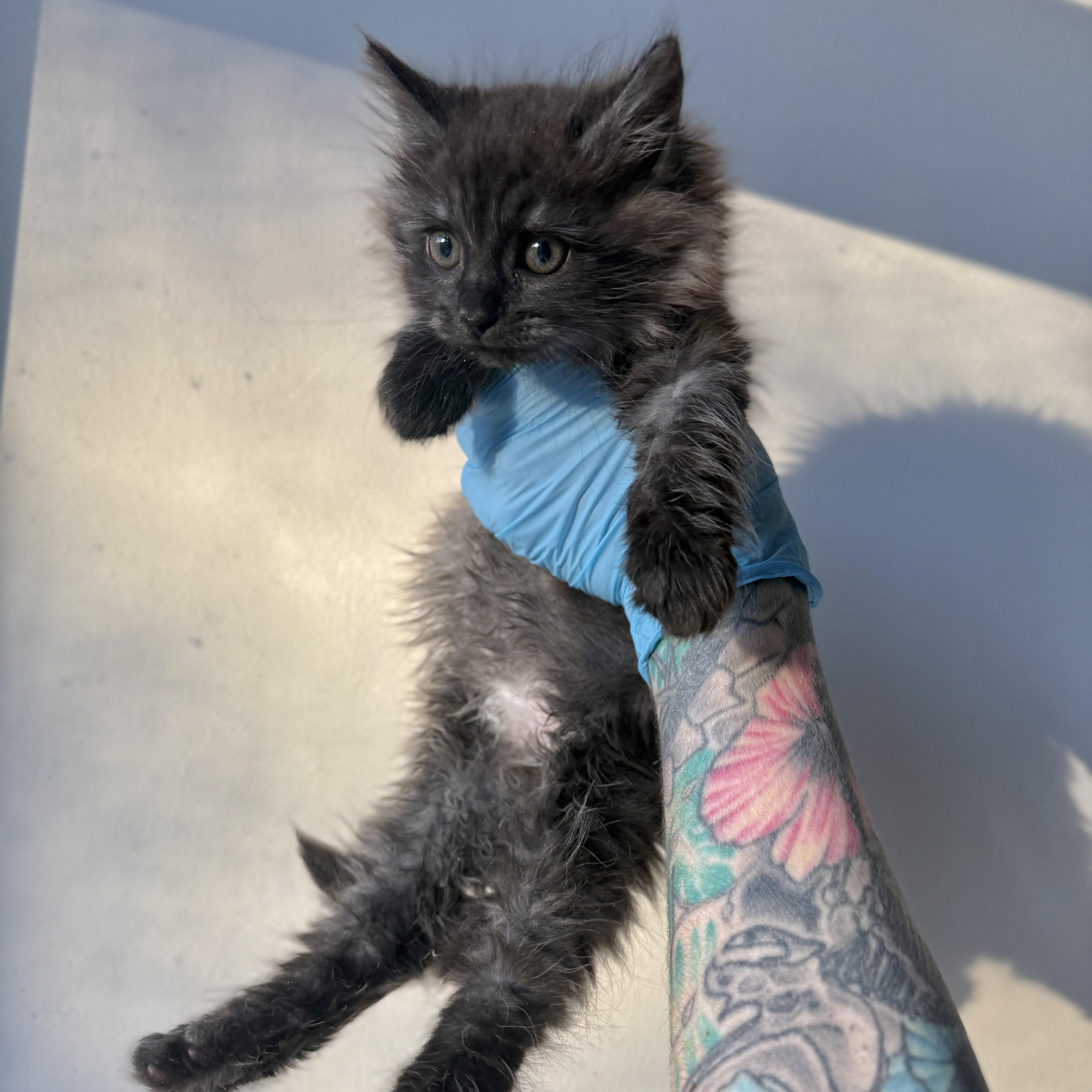 Enlarge Kraken, a Adoptable Domestic Long Hair in Charlotte, NC image 6/6