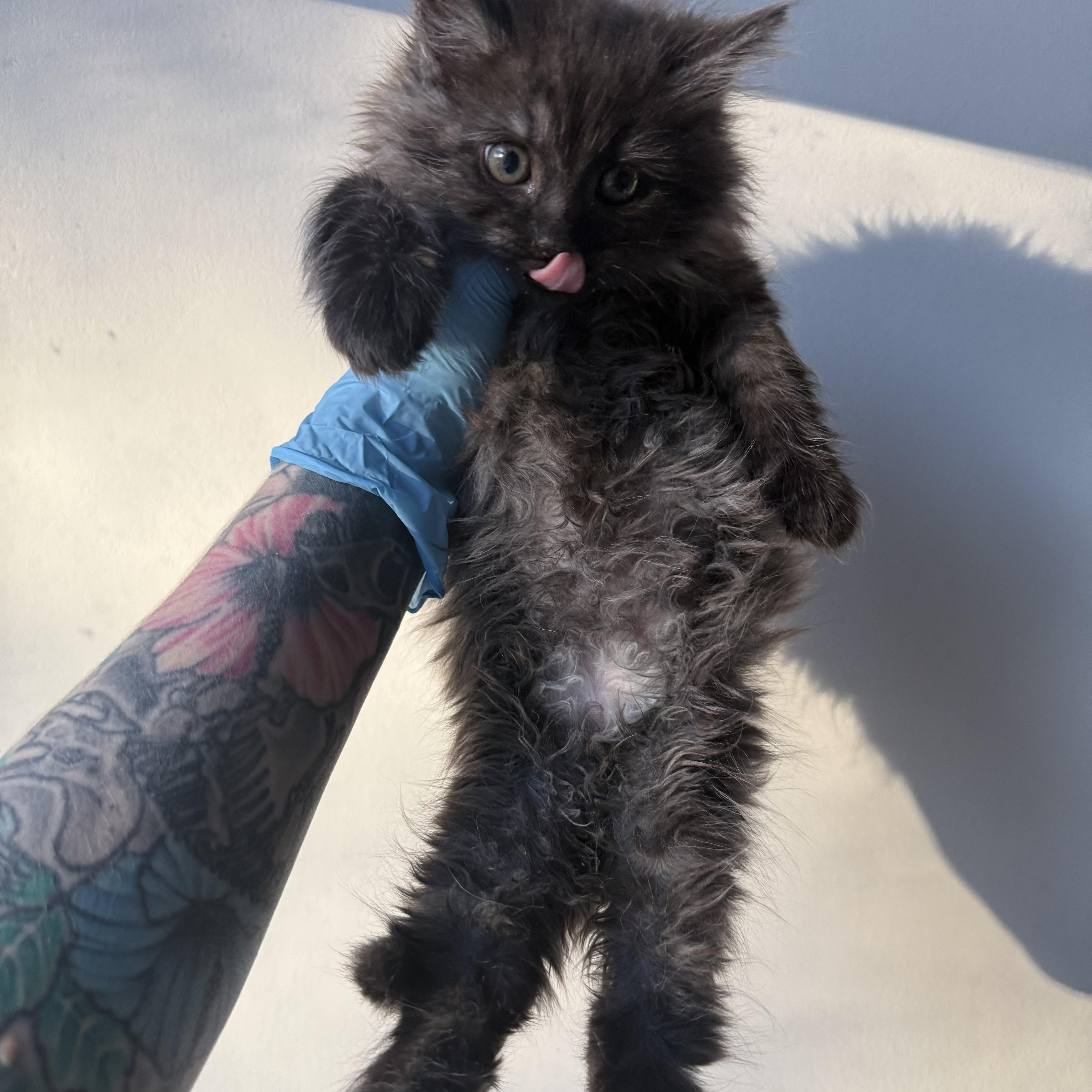 Enlarge Kraken, a Adoptable Domestic Long Hair in Charlotte, NC image 5/6