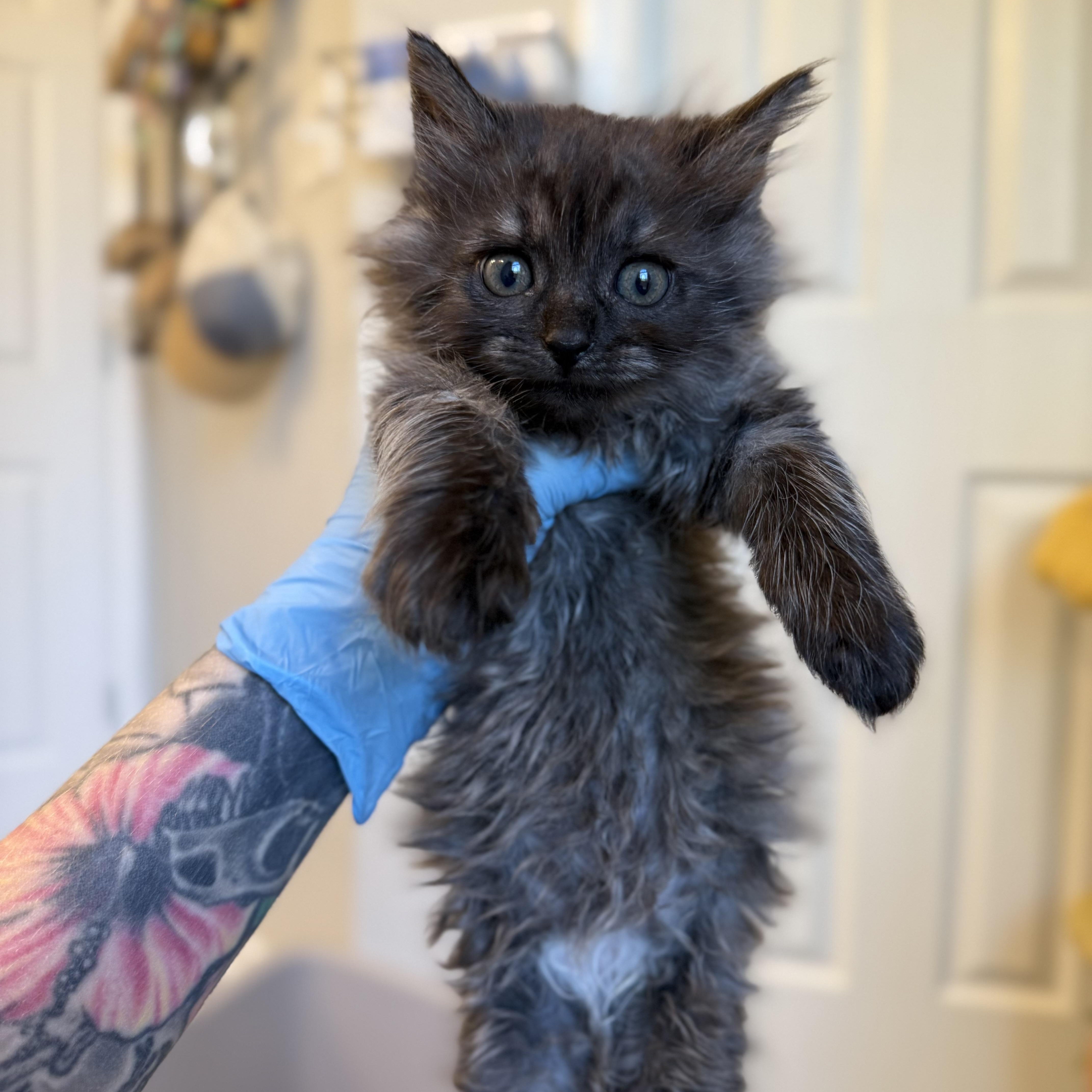 Enlarge Kraken, a Adoptable Domestic Long Hair in Charlotte, NC image 4/6