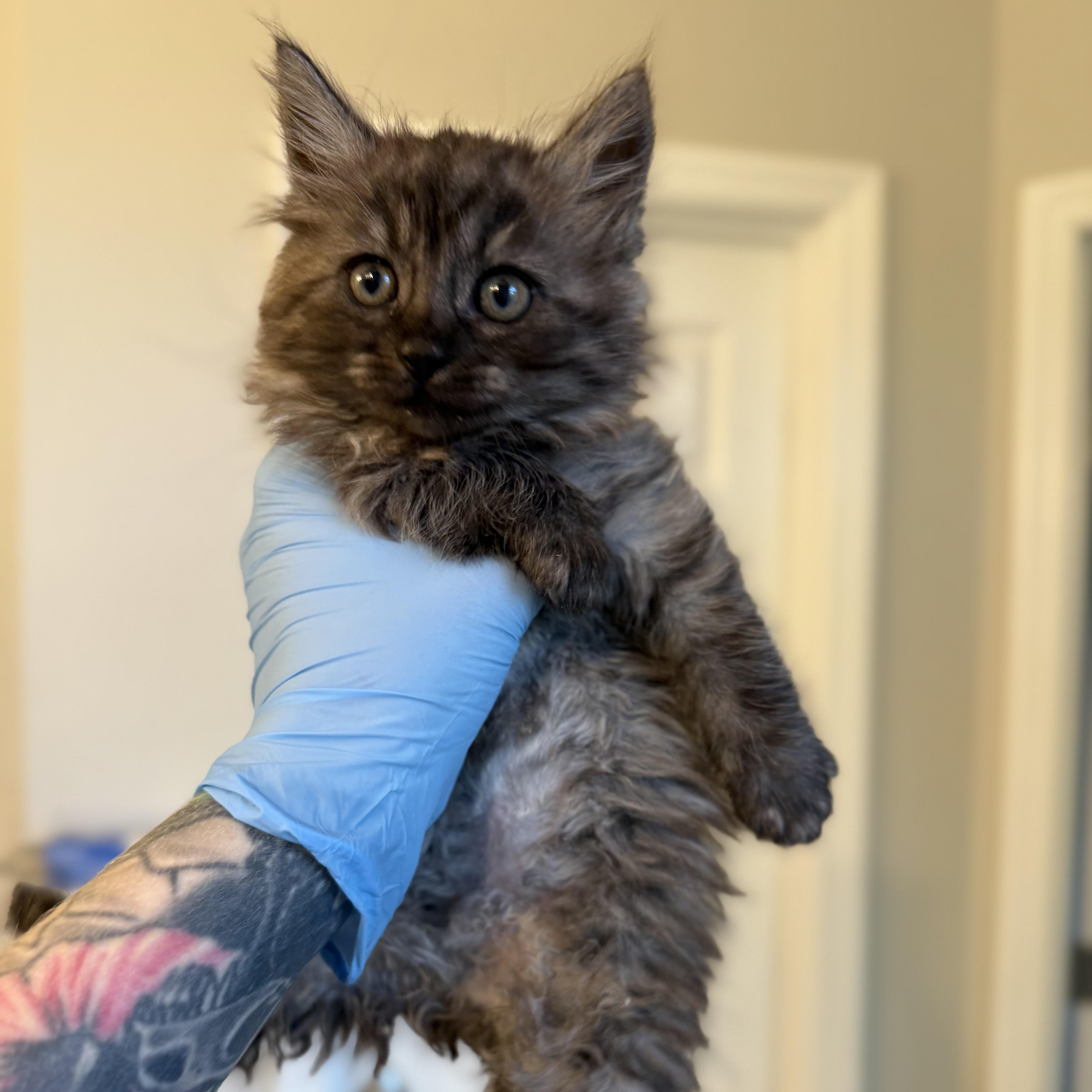 Enlarge Kraken, a Adoptable Domestic Long Hair in Charlotte, NC image 3/6