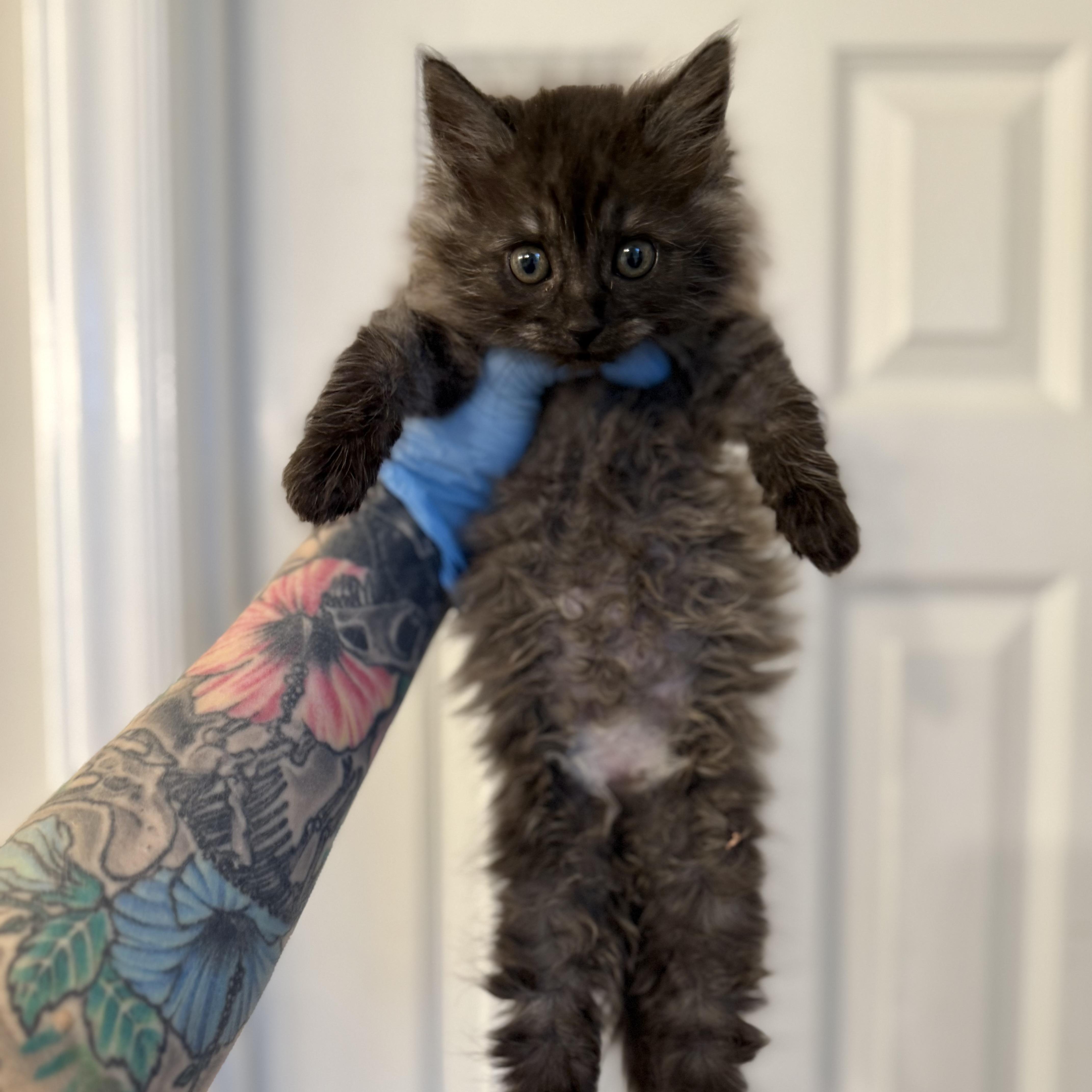 Enlarge Kraken, a Adoptable Domestic Long Hair in Charlotte, NC image 2/6