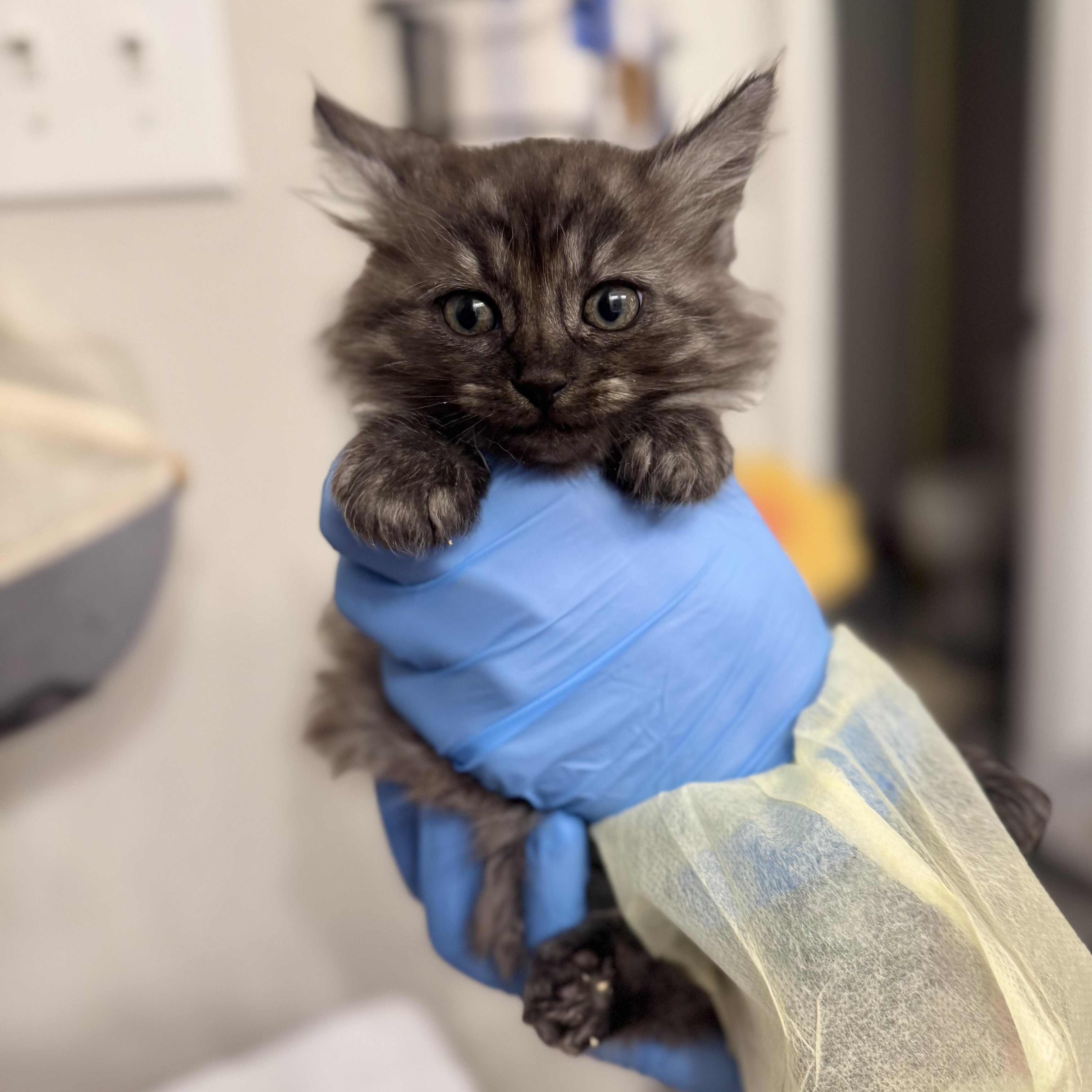 Enlarge Kraken, a Adoptable Domestic Long Hair in Charlotte, NC image 1/6